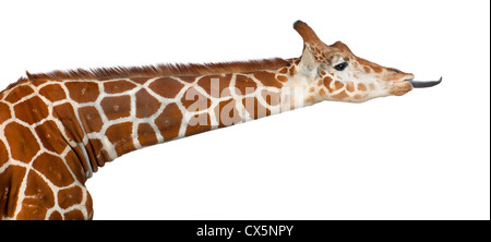 Somalische Giraffe oft bekannt als retikuliert Giraffe (Giraffa Plancius Reticulata) 2 und ein halbes Jahr alt auf weißem Hintergrund Stockfoto