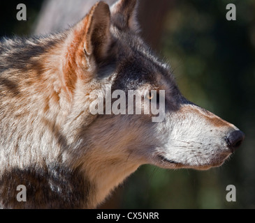 Graue Wolf (Canis Lupus) Stockfoto