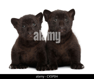 Jaguar-Jungtiere, 2 Monate alt, Panthera Onca sitzen vor weißem Hintergrund Stockfoto