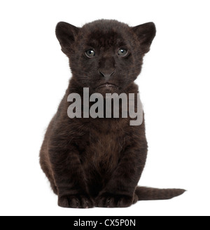 Jaguar Cub, 2 Monate alt, Panthera Onca sitzen vor weißem Hintergrund Stockfoto