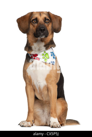 Hund gezüchtet Kreuz mit Beagle, 2 Jahre alt, tragen Halstuch vor weißem Hintergrund Stockfoto