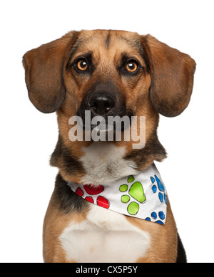 Hund gezüchtet Kreuz mit Beagle, 2 Jahre alt, tragen Halstuch vor weißem Hintergrund Stockfoto