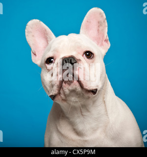 Französische Bulldogge, 7 Monate alt, vor blauem Hintergrund Stockfoto