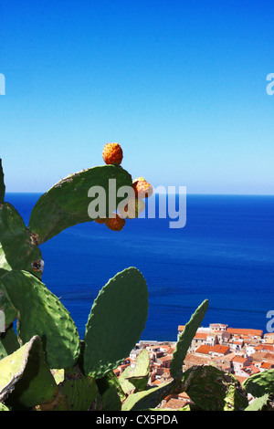 Kaktusfeige oder indische Feigen Werk voller Früchte. Stockfoto