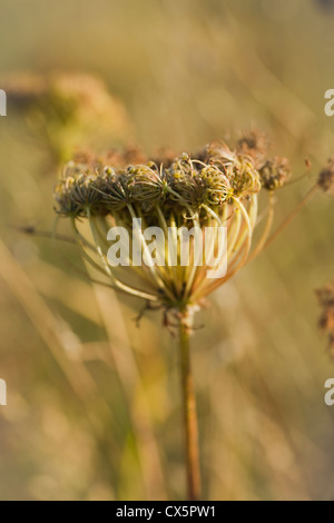 Daucus Carota (Wilde Möhre) unter Küsten Wildblumenwiese, Beesands, South Devon, UK. September Stockfoto