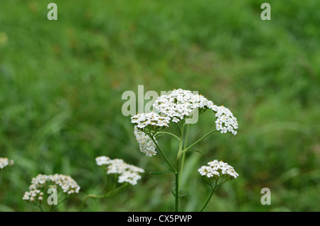 Achillea Millefolium - Schafgarbe gemeinsame Kraut Stockfoto