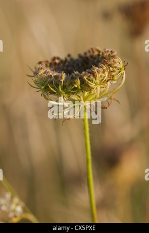 Daucus Carota (Wilde Möhre) unter Küsten Wildblumenwiese, Beesands, South Devon, UK. September Stockfoto