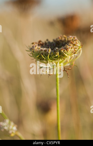 Daucus Carota (Wilde Möhre) unter Küsten Wildblumenwiese, Beesands, South Devon, UK. September Stockfoto