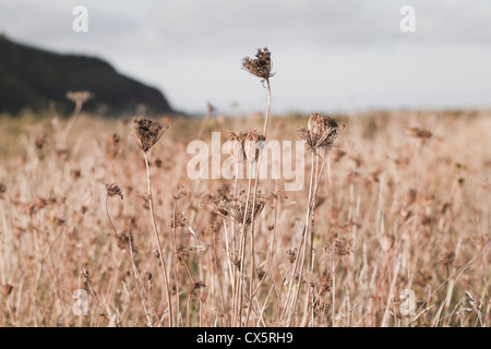 Daucus Carota (Wilde Möhre) unter Küsten Wildblumenwiese, Beesands, South Devon, UK. September Stockfoto