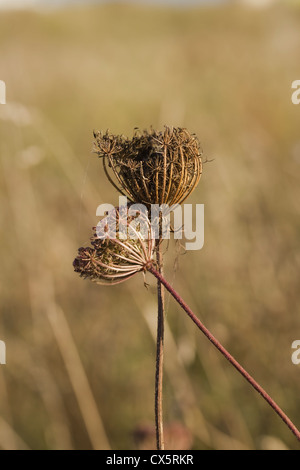 Daucus Carota (Wilde Möhre) unter Küsten Wildblumenwiese, Beesands, South Devon, UK. September Stockfoto