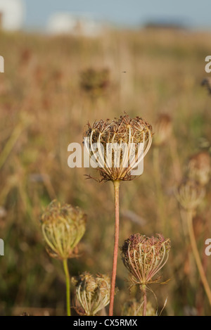 Daucus Carota (Wilde Möhre) unter Küsten Wildblumenwiese, Beesands, South Devon, UK. September Stockfoto