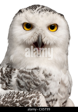 Weibliche Snowy Eule, Bubo Scandiacus, 1 Jahr alt, Porträt vor weißem Hintergrund Stockfoto