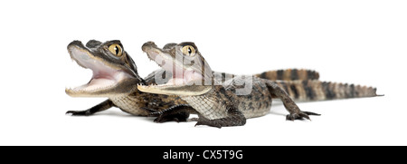 Brillentragende Kaimane, Caiman Crocodilus, auch bekannt als die weiße Kaiman oder gemeinsame Caiman, 2 Monate alt, vor weißem Hintergrund Stockfoto