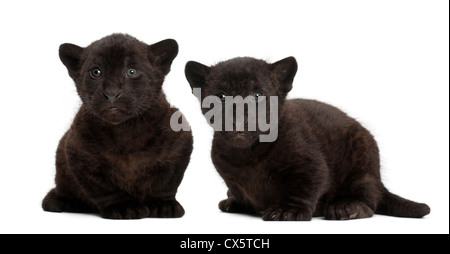Jaguar-Jungtiere, 2 Monate alt, Panthera Onca sitzen vor weißem Hintergrund Stockfoto