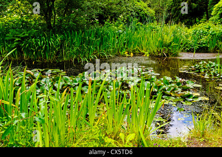 Einer von Bäumen gesäumten Süßwasser Teich Unterstützung von üppigen grünen Pflanzenwelt am Vormittag Sonnenschein, Muncaster Castle, Lake District Stockfoto