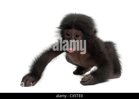 Baby Bonobo, Pan Paniscus, 4 Monate alt, kriecht vor weißem Hintergrund Stockfoto