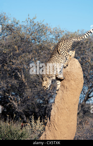 Gepard auf eine Termite Mound bei Africat auf Okonjima Nature Reserve in zentral-Namibia. Stockfoto