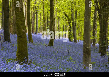 Eine schöne Darstellung der Glockenblumen in Delcombe Wood, Dorset. Stockfoto