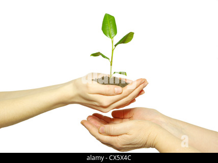 Hände halten Bäumchen im Boden auf weiß Stockfoto
