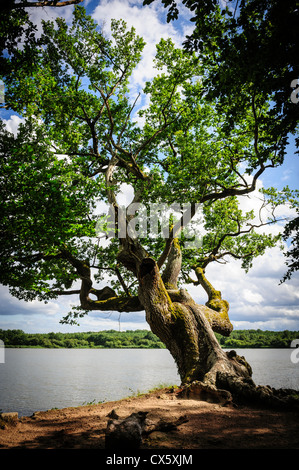 Ein alten Knarled Baum neben "Etang De La Mer Rouge" - einer der über tausend Mann gemacht Seen im Nationalpark Brenne Stockfoto