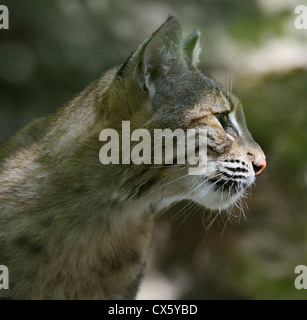 Eine junge Bobcat-Portrait, Nahaufnahme Stockfoto