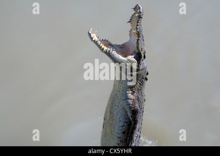 Salzwasser-Krokodil bekommt Fütterung in Adelaide River, Northern Territory, Australien Stockfoto