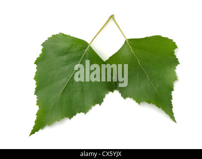 Paar grüne Birke Blätter isoliert auf weiss Stockfoto