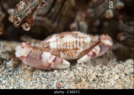 Ein Schwimmer Krabbe an einem Riff in Nord-Sulawesi. Stockfoto