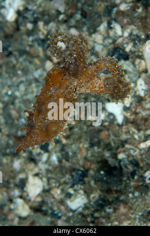 Blau geringelten Oktopus mit Tentakel eingerollt in Lembeh Strait, Nord-Sulawesi. Stockfoto