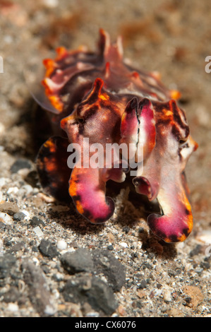 Eine extravagante Tintenfisch mit Tentakeln in Lembeh Strait, Nord-Sulawesi erweitert. Stockfoto