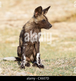 Afrikanischer Wildhund Welpen (LYKAON Pictus) sitzen in kurzen Rasen, Moremi game Reserve, Botswana. Stockfoto