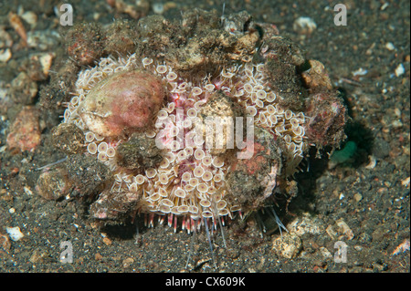 Eine Blume Urchin mit Schale Dekorationen in Lembeh Strait, Nord-Sulawesi. Stockfoto