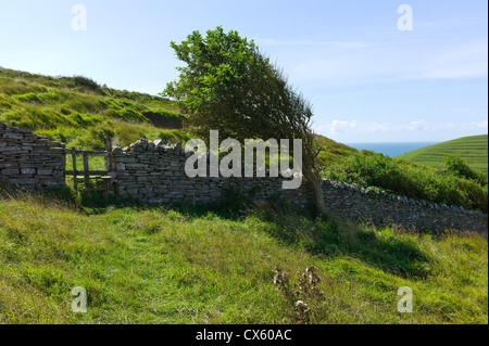 Sambucus Nigra - Holunder und Trockenmauer an einem küstennahen Fußweg durch die Felder bei Wert Matravers, Dorset, England, UK Stockfoto