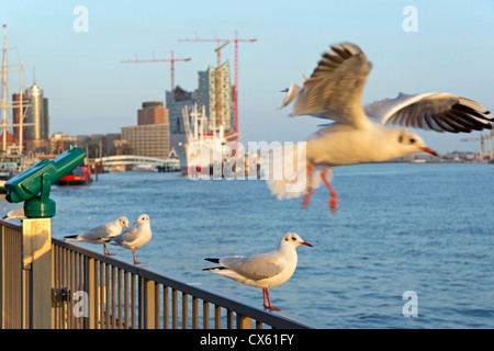 Elbphilharmonie im Bau gesehen von den Landungsbrücken, Hafen, Hamburg, Deutschland Stockfoto