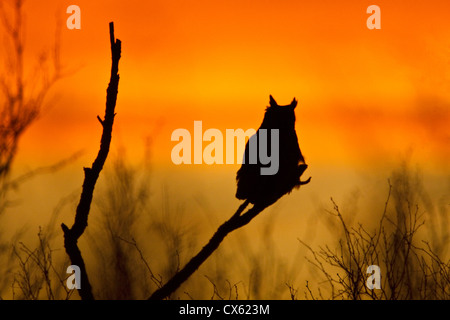 Große gehörnte Eule (Bubo Virginianus) thront bei Sonnenuntergang Stockfoto