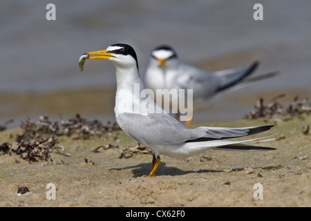 Wenigsten Seeschwalbe (Sterna Antillarum, bietet Fisch Mate, Galveston, Texas Stockfoto