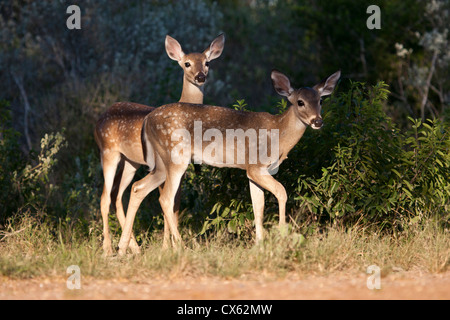 Weiß - angebundene Rotwild (Odocoileus Virginianus) stehen im Schatten in der Nähe von brushy Abdeckung Stockfoto