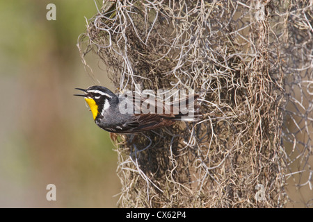 Gelb – Throated Warbler (Dendroica Dominica) erwachsenen männlichen Gesang auf Zucht Gebiet Stockfoto