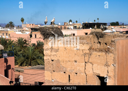 Storch Vögel an einer Wand in Marrakesch, Marokko Stockfoto