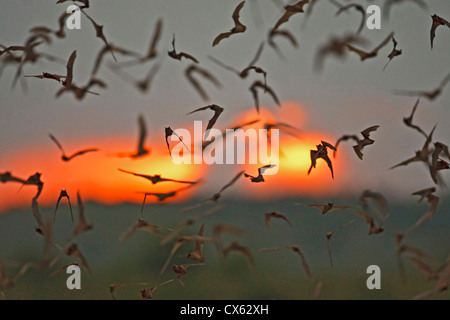 Mexikanische Free-tailed Fledermäuse (vor Braziliensis) entstehende Frio Fledermaushöhle, Concan, Texas, bei Sonnenuntergang, April Stockfoto