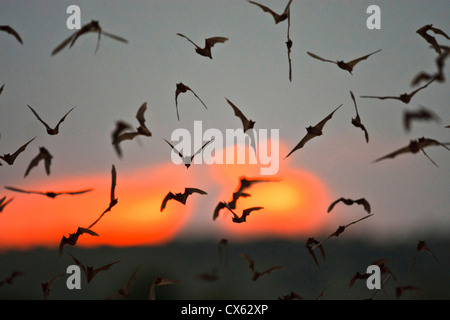 Mexikanische Free-tailed Fledermäuse (vor Braziliensis) entstehende Frio Fledermaushöhle, Concan, Texas, bei Sonnenuntergang, April Stockfoto