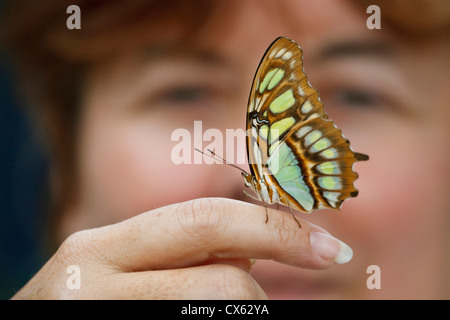 Malachit (Siproeta Stelenes) Schmetterling ruht auf des Besuchers Finger, Hidalgo Pumphouse und Museum, Hidalgo, Texas Stockfoto