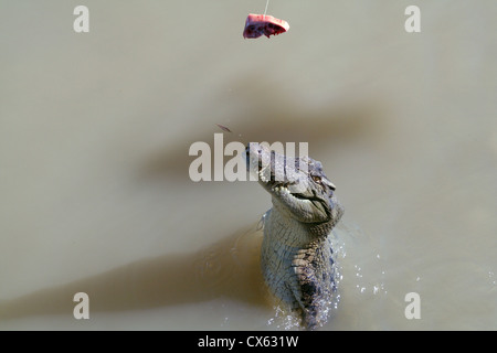 Salzwasser-Krokodil bekommt Fütterung in Adelaide River, Northern Territory, Australien Stockfoto