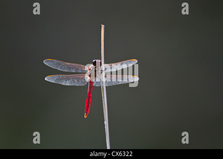 Rosigen Skimmer (Orthemis Ferruginea) männlich thront, Süd-Texas Stockfoto