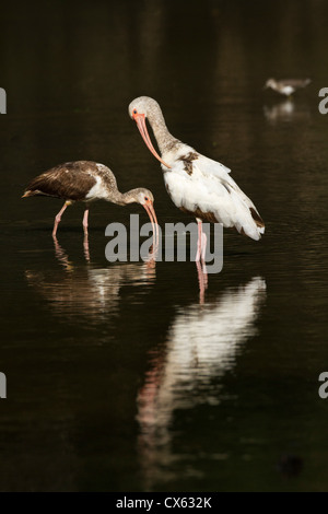 unreifer weißer Ibis (Eudocimus Albus) füttern und putzen, Santa Ana National Wildlife Refuge, Texas Stockfoto