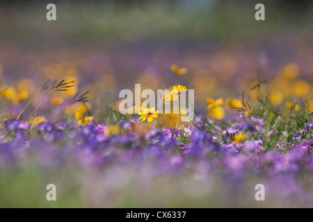 Am Straßenrand Wildblumen in Texas, Frühling Stockfoto