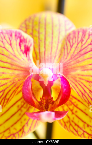 Nahaufnahme einer Orchidee Blume auf gelbem Hintergrund Stockfoto