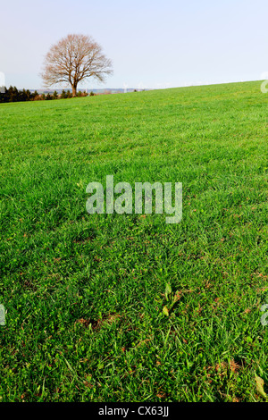 Eine einsame Eiche Stadt Pruem, Rheinland-Pfalz / Deutschland Stockfoto