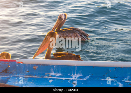 Pelikan, Marina, Cabo San Lucas, Baja, Mexiko Stockfoto