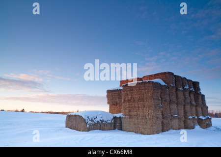 Heuballen in einem Feld im Winter.  Simcoe County, Ontario, Kanada. Stockfoto